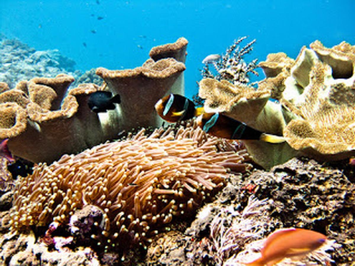 Lembongan Hostel Нуса-Лембонган Экстерьер фото